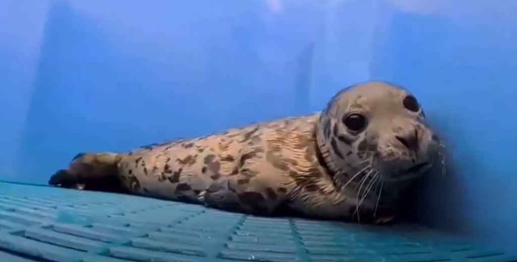 Weeks Old Seal Recovering After Gunshot to the Head