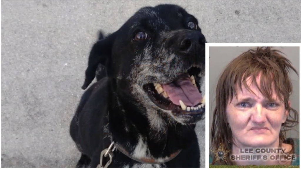 Woman Faces Felony Charges For Allegedly Abusing and Sexually Assaulting Dog