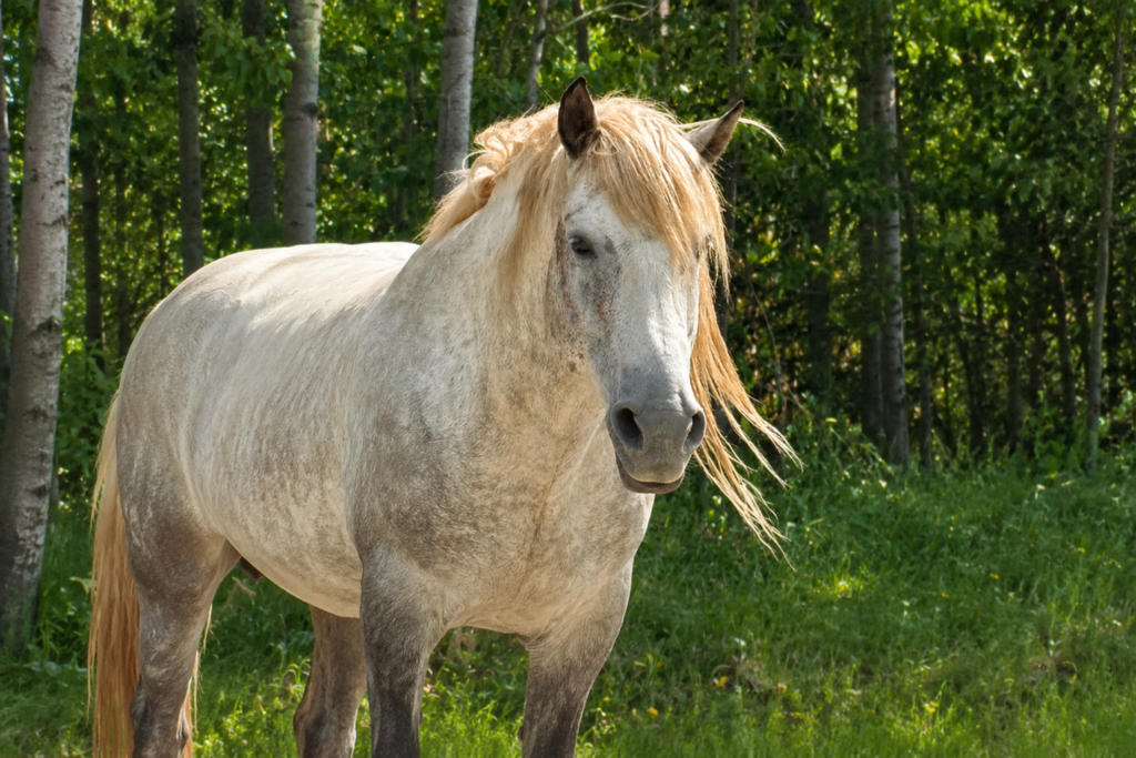Reward Offered Following Fatal Shooting of Magnificent Wild Stallion