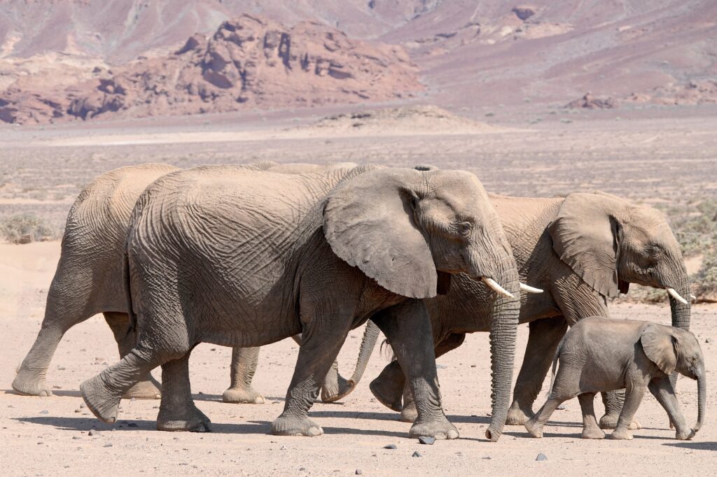 15 Elephants Dead After Suspected Poisoning