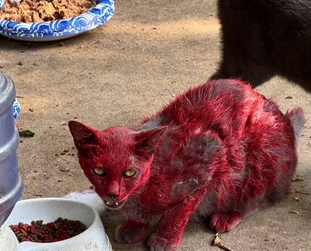 Red Cat Roaming Texas Community