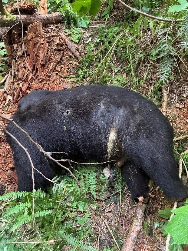 Wildlife Officials Launch Investigation After Discovery of Decapitated Bear