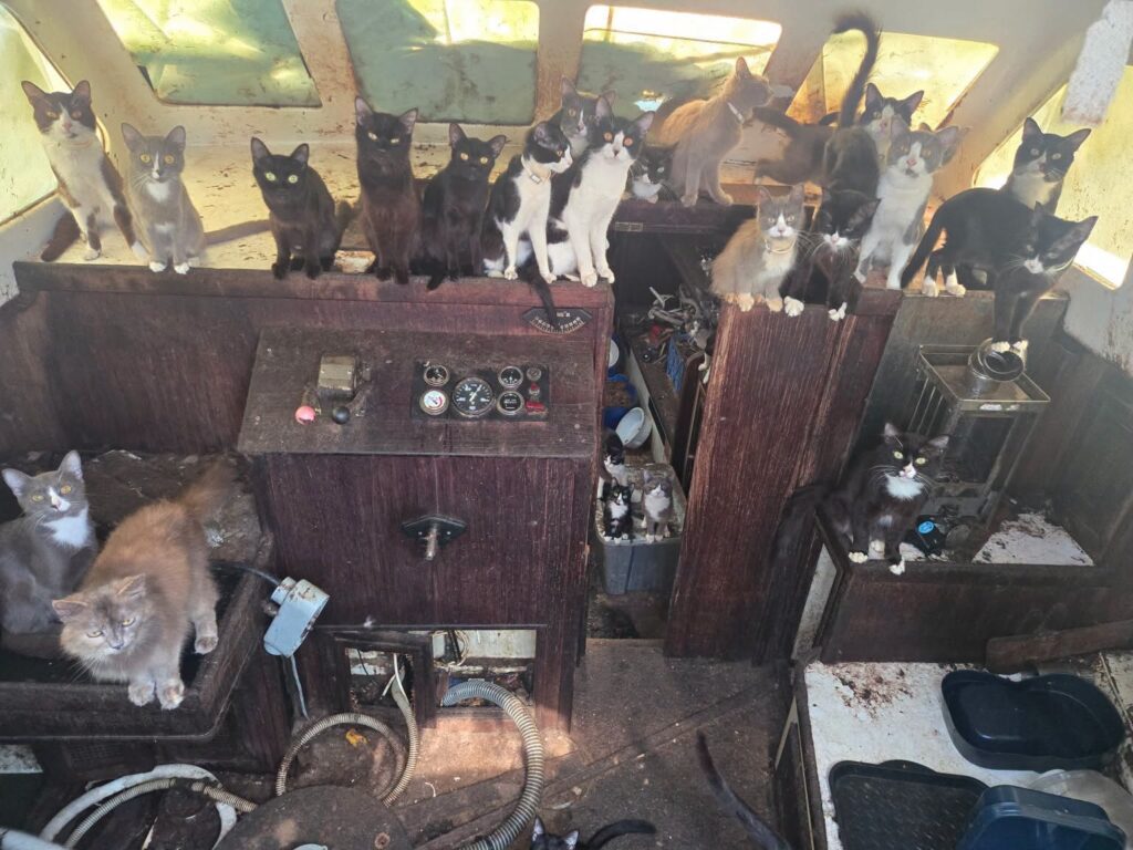 Dozens of Cats Rescued from Abandoned Boat