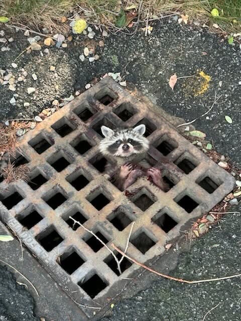 Rescuers Save Raccoon Stuck in Storm Drain