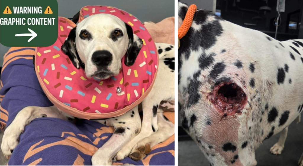 Dog Recovering After Devastating Gunshot Wound