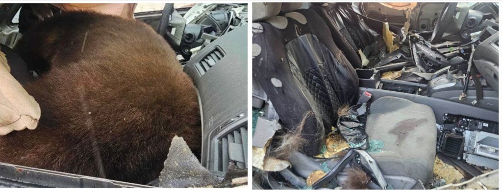 Bear Dies in Car After Getting Stuck Inside