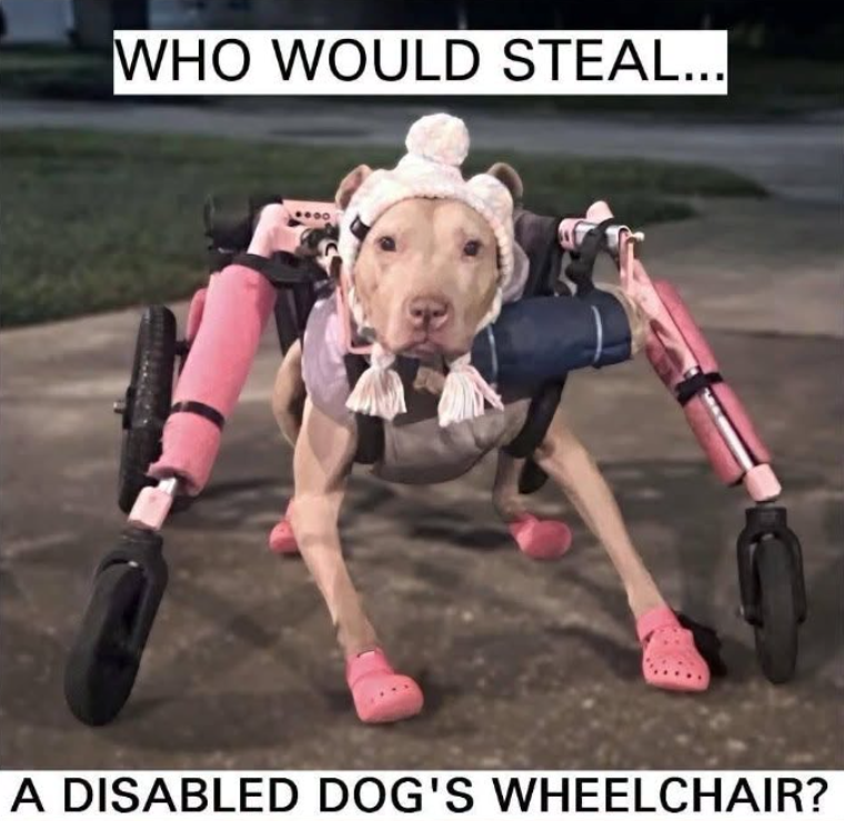 Authorities Seek Information About Theft of Disabled Dog’s Wheelchair