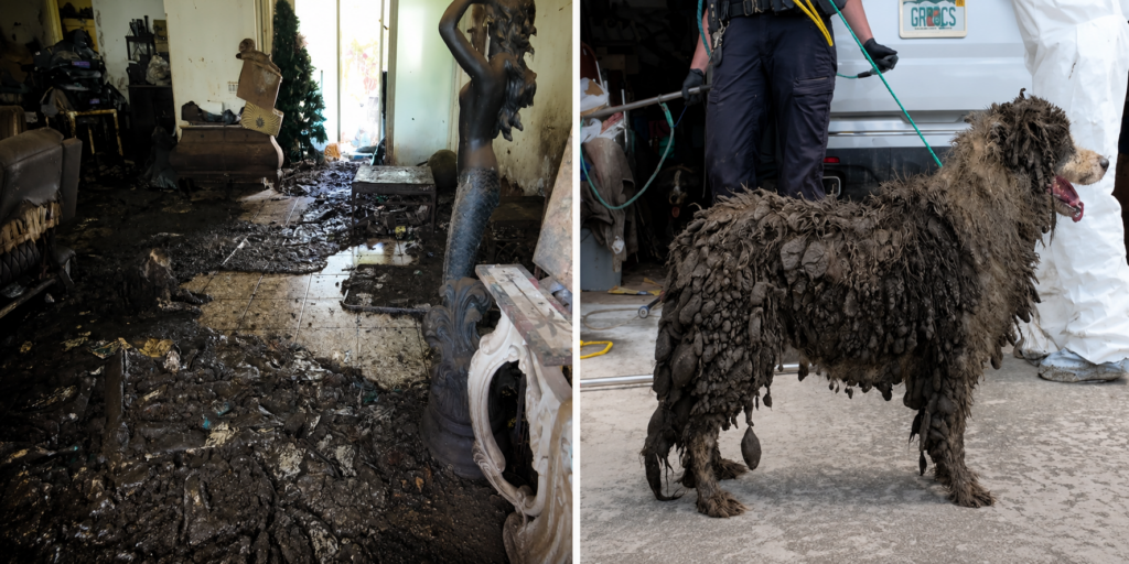 Border Collies Rescued from Abysmal Conditions at Florida Home