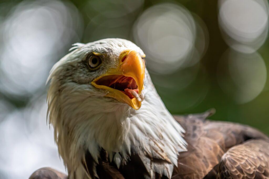 Man Charged with Killing a Bald Eagle