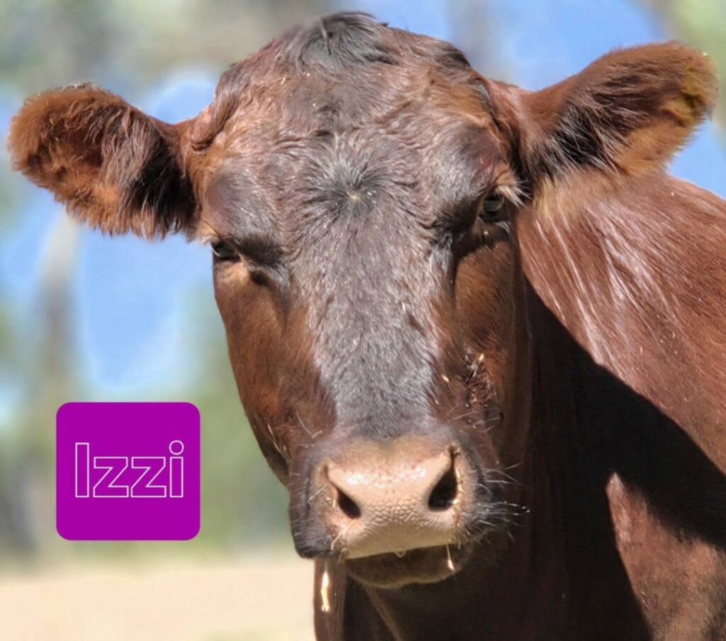 Nebraska Cow Sanctuary Fighting to Keep Its Doors Open — and Save the Animals Who Call It Home