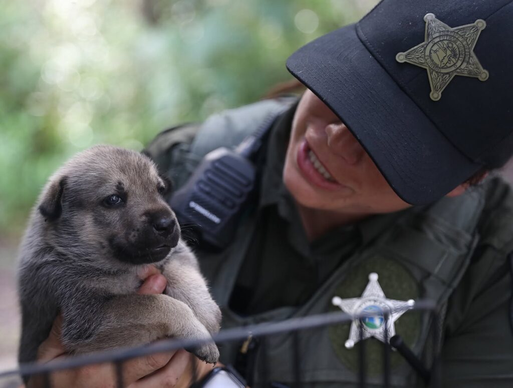 Over 30 ‘Aggressive’ Dogs Removed from Putnam County Property
