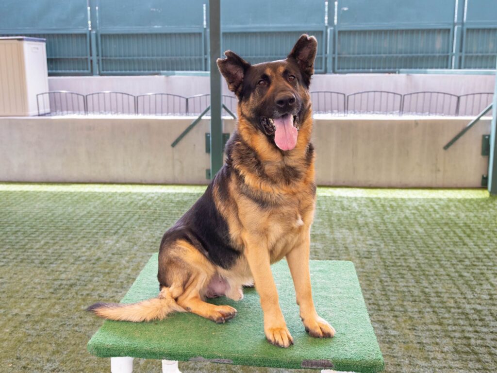 Months After Being Tied Fence and Abandoned, Shepherd Waits for Adoption