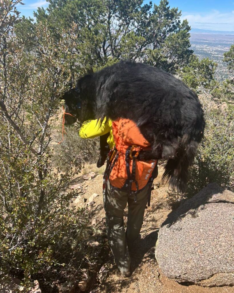 Deputies Helped 120-lb Dog Off Mountain Trail After He Became Too Exhausted To Continue