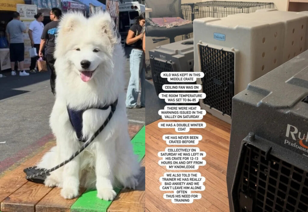 Woman’s Pup Dies at Training Camp After Being Crated in the Heat