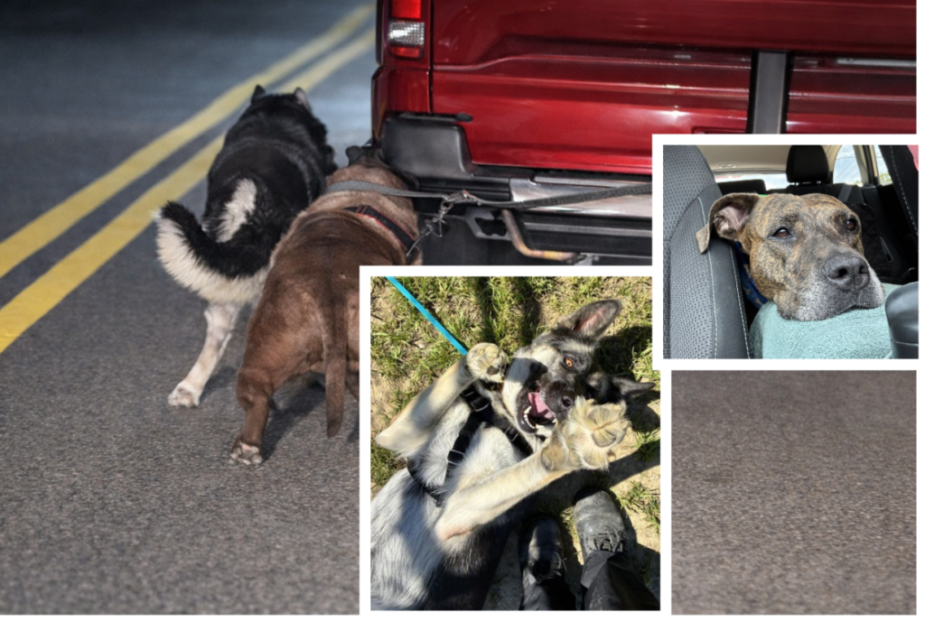 Dogs Dragged Behind Moving Car Are Now Available for Adoption