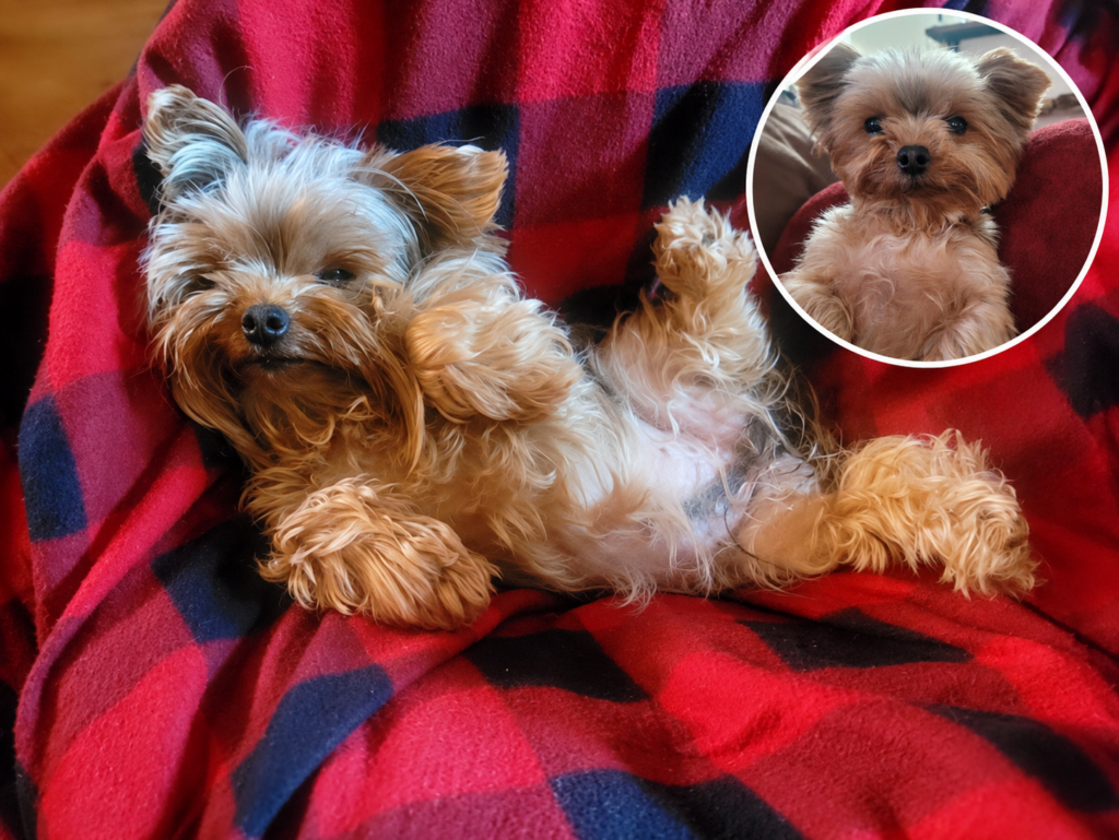 Veterinarian Accidentally Euthanizes Family’s Dog, Who Was There For an Allergy Shot