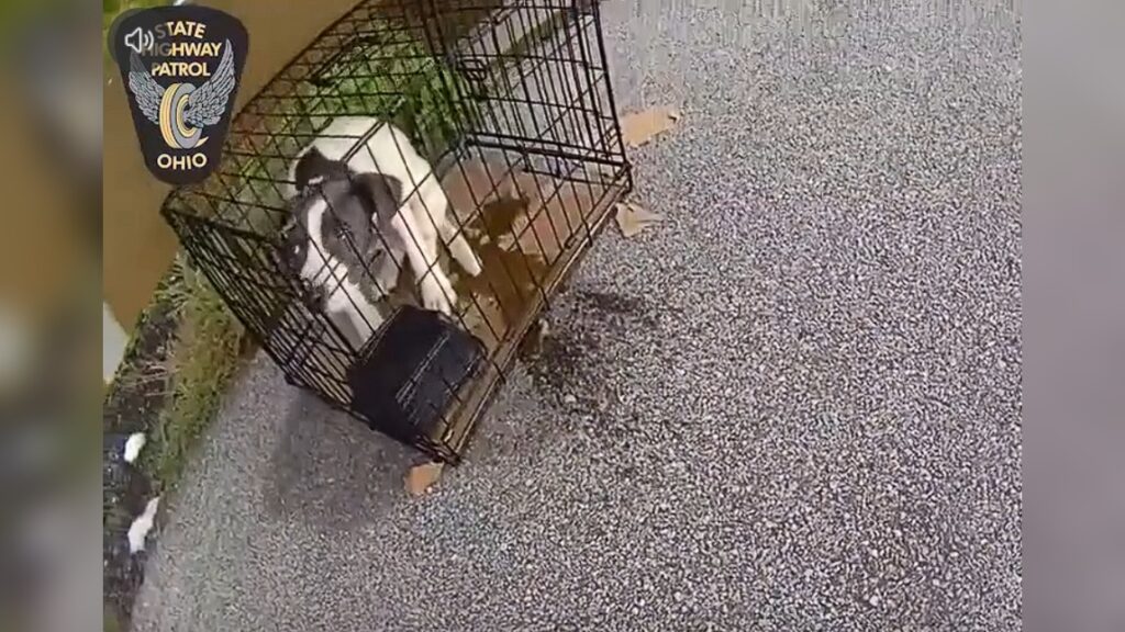 Trooper Rescues Abandoned Puppy Left at Rest Area