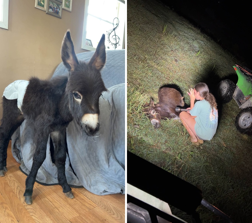 Officer Fatally Shoots Beloved Donkey While Searching for Missing Person