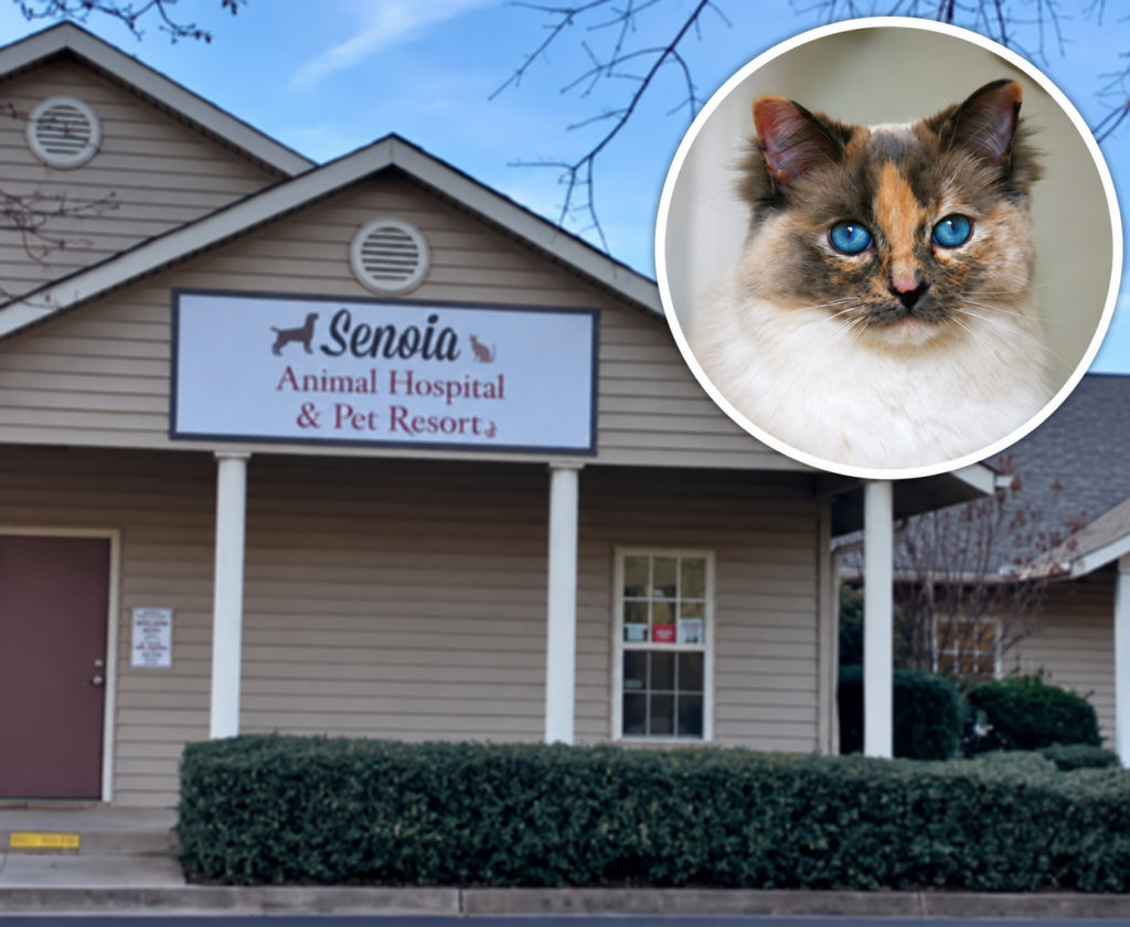 Family Learns Elderly Cat Was Not Euthanized After They Paid To Have Her Put Down