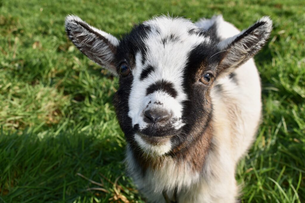 Baby Goats with Mobile Petting Zoo Test Positive for Rabies