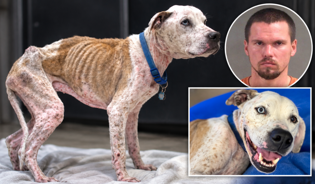 Florida Man Arrested for Cruel Neglect of Dog