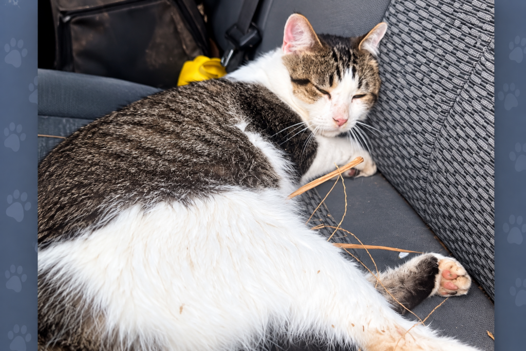 Rescue Seeks Answers After Cat Fatally Shot in Illinois