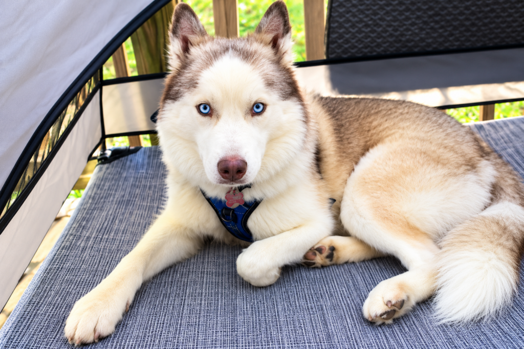 Husky Stolen, Executed in Alley, in Cruel Extortion Scheme