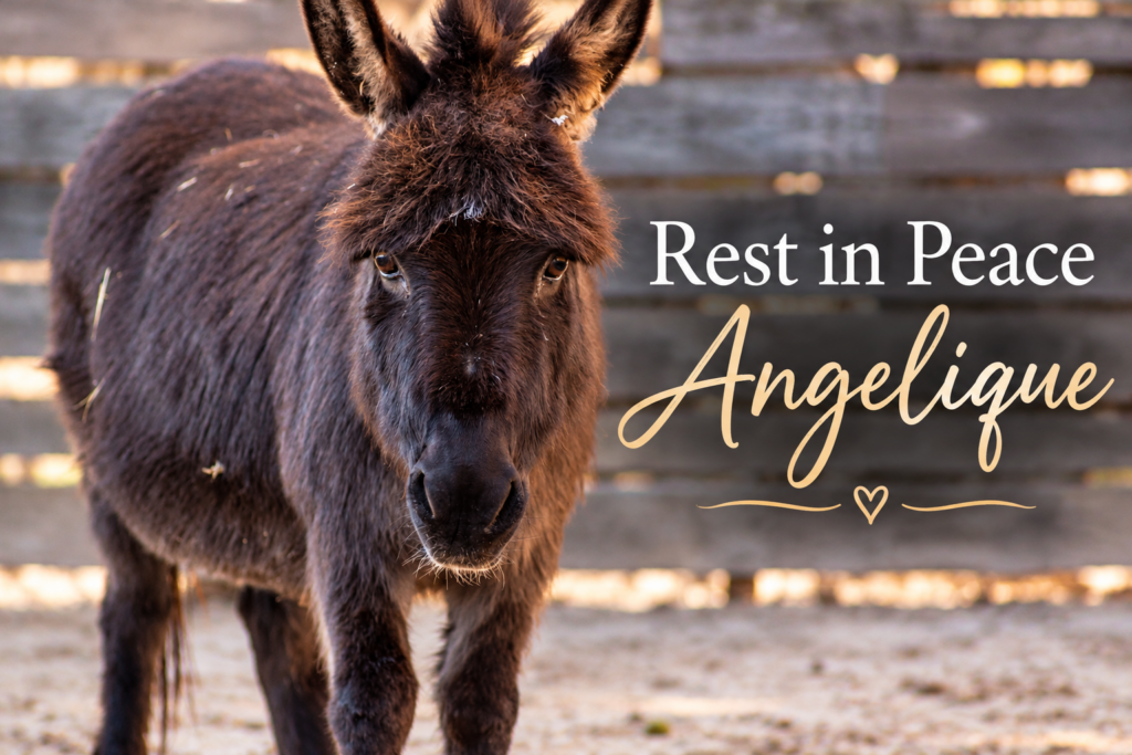 Hunter Mistakenly Kills Therapy Donkey in Her Pen