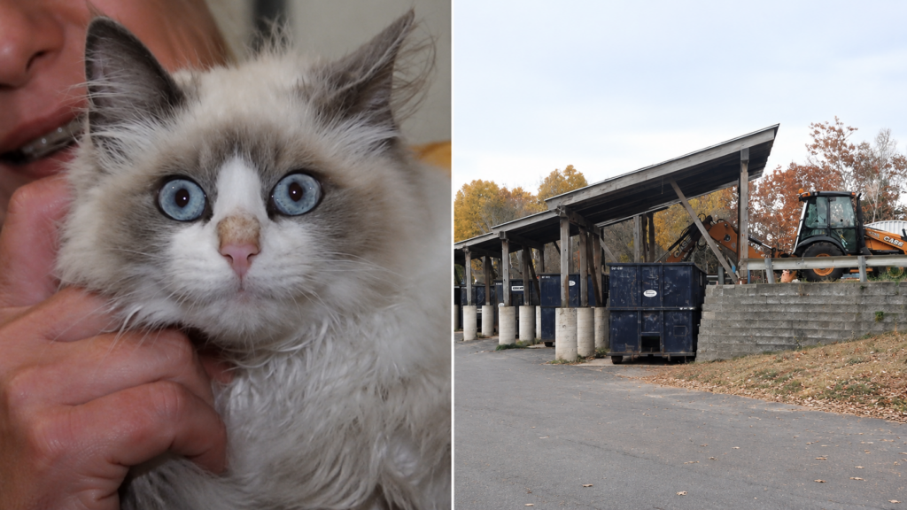 Kitten Rescued After Being Secured in Plastic Bag and Thrown Away