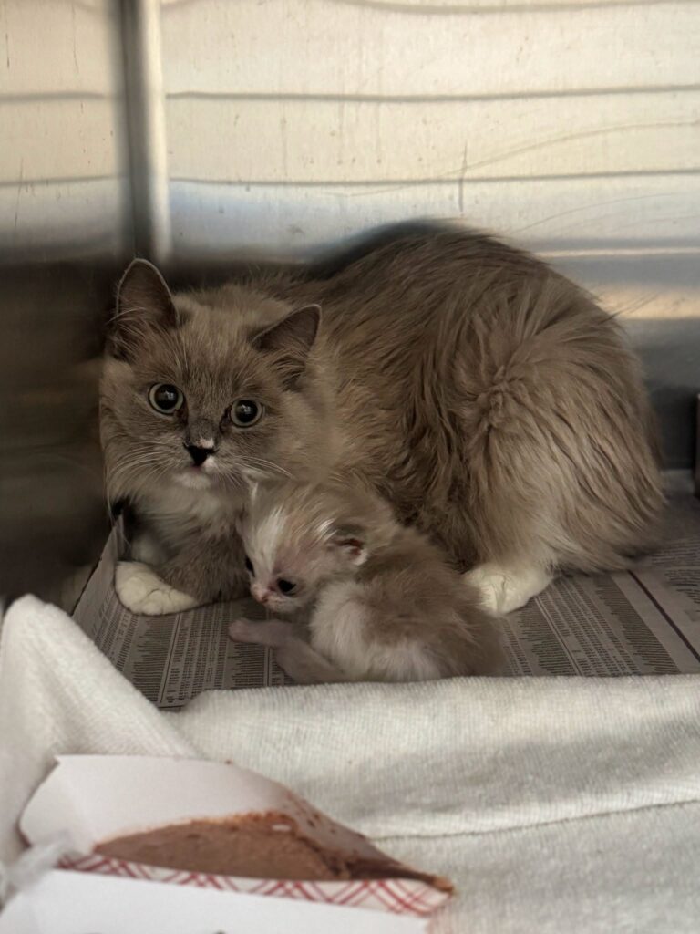 Woman Faces Multiple Charges After 78 Cats Rescued From Squalor
