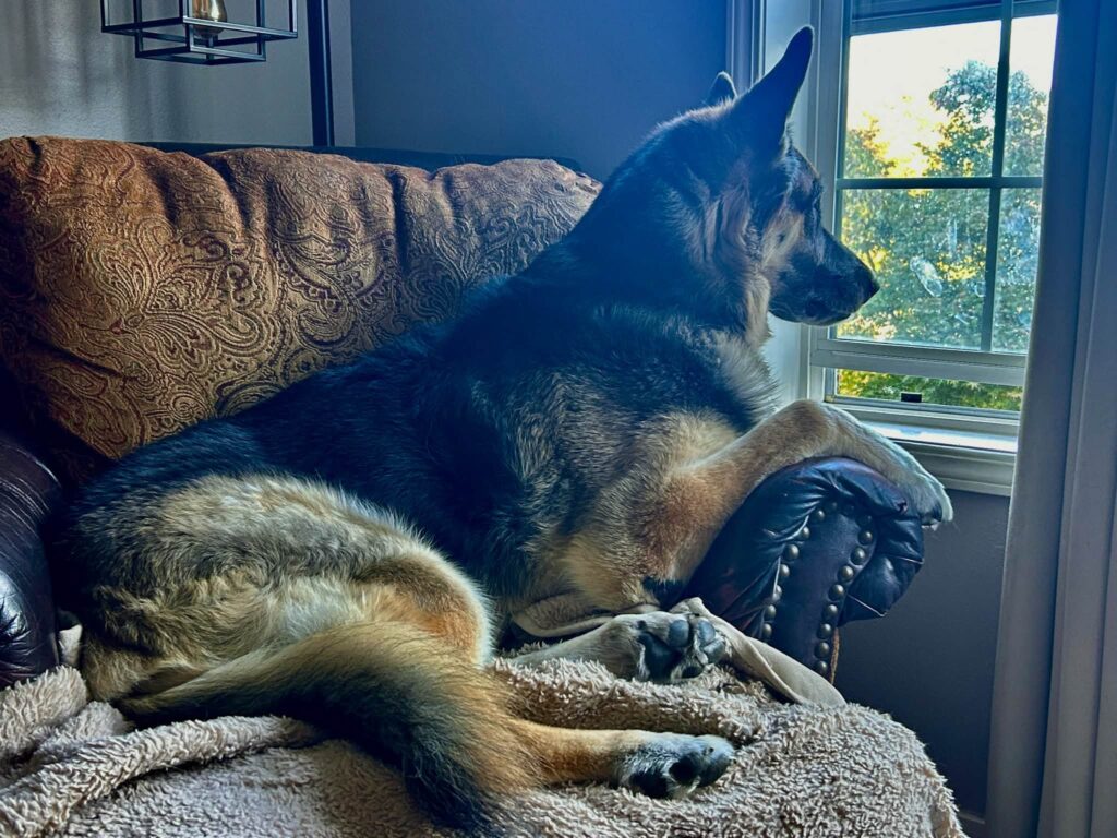 Rainy Day? No Bored Dogs Allowed! 10 Ways to Keep Your Dog Happy When the Weather Turns Bad