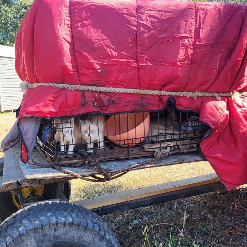 Eight Kittens Safe After Being Left in Crate on Abandoned Trailer