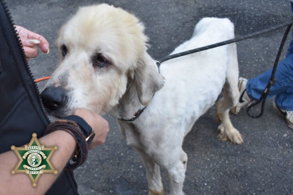 Woman Charged with 30-Counts of Animal Cruelty Pleads Not Guilty