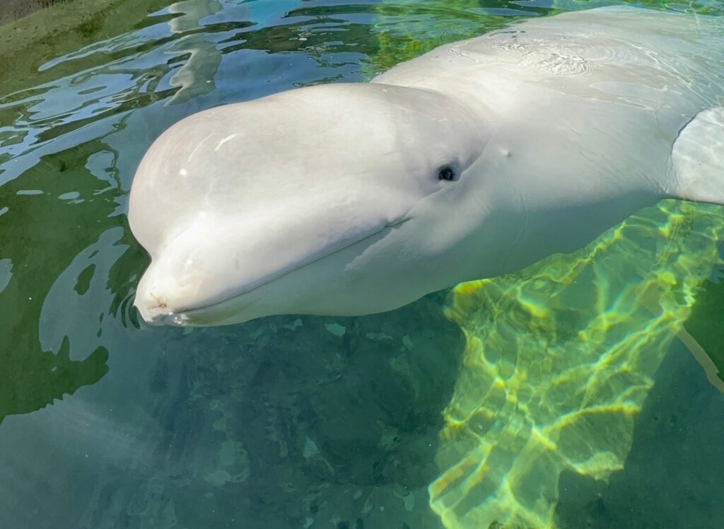 Rescued Beluga Dies Unexpectedly At San Diego SeaWorld