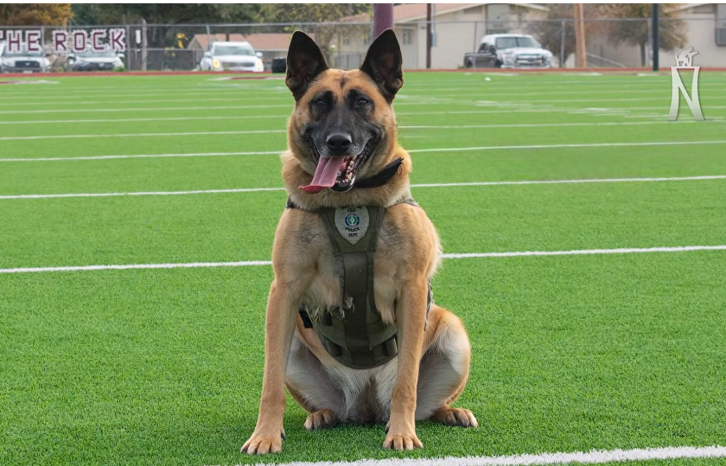 K9 Euthanized After Life-Saving Surgery for Obstruction was Declined