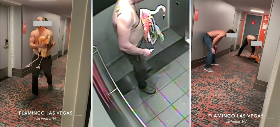 Canadian Tourist Convicted of Animal Cruelty After Stealing Flamingo Peachy From Las Vegas Hotel Habitat