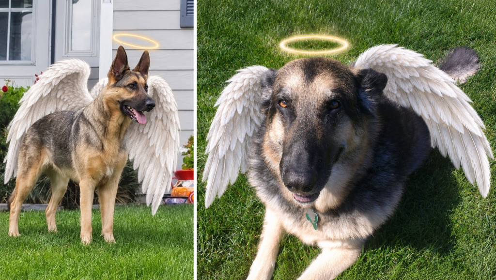 Día de los Muertos: Honoring the Pets Who Never Leave Our Hearts