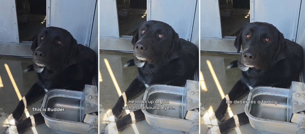 Calm, Soulful Eyes, and on Animal Control’s Euthanasia List this Week